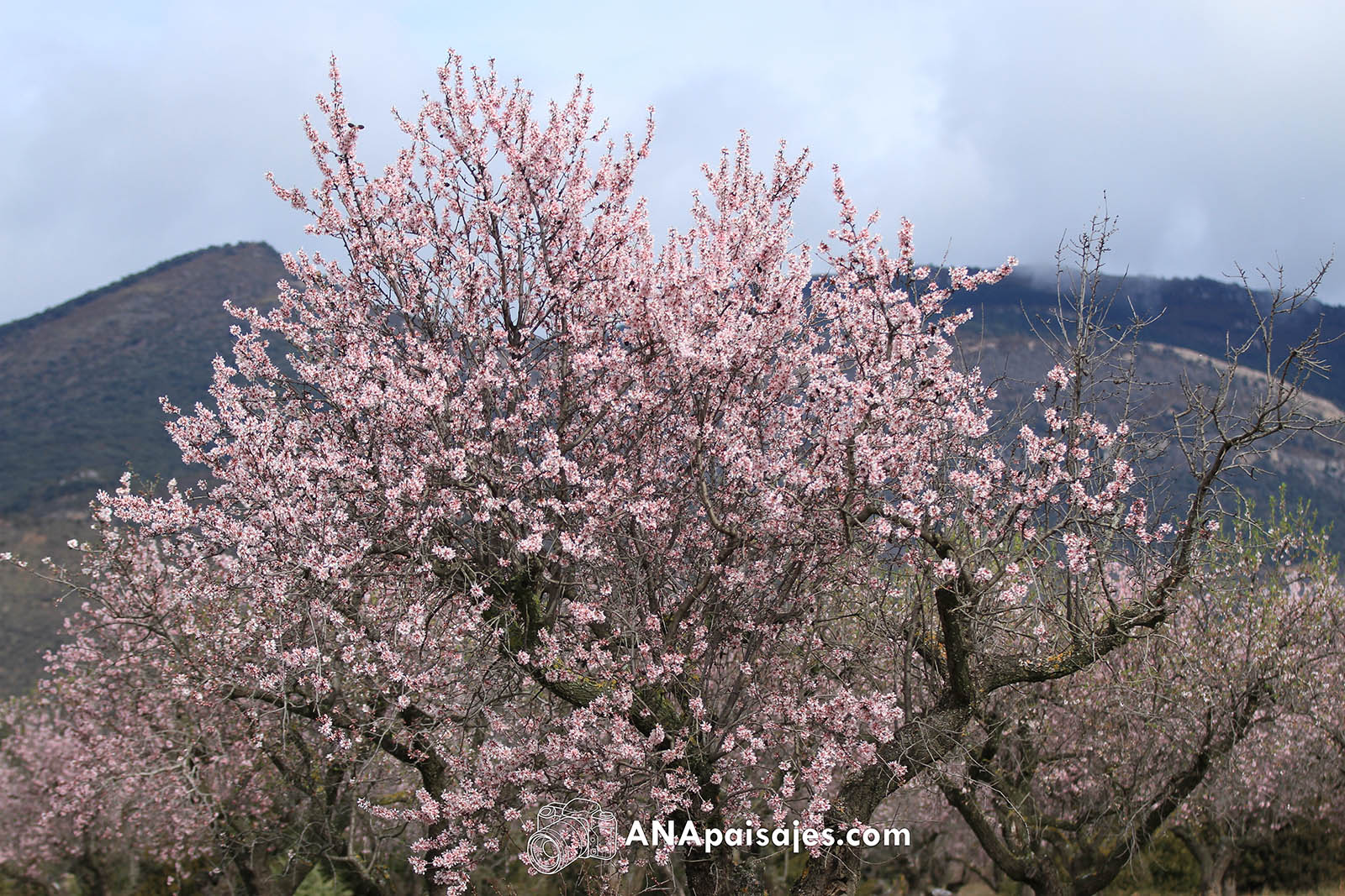 Almendros en flor