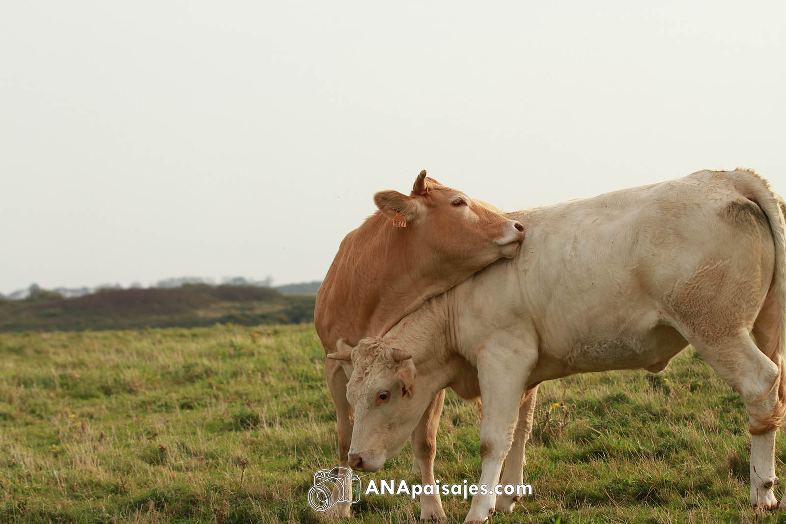 Vacas normandas